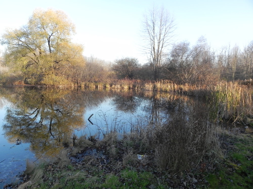 fiddle lake oakland county mi