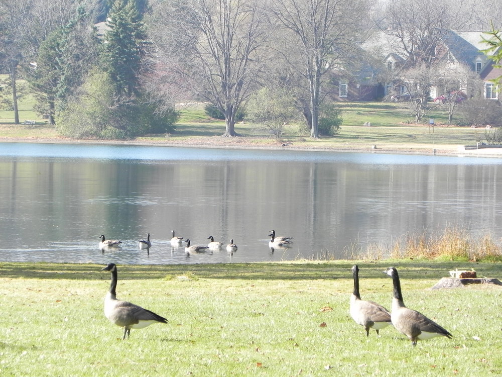 Chalmers Lake Bloomfield Township Michigan