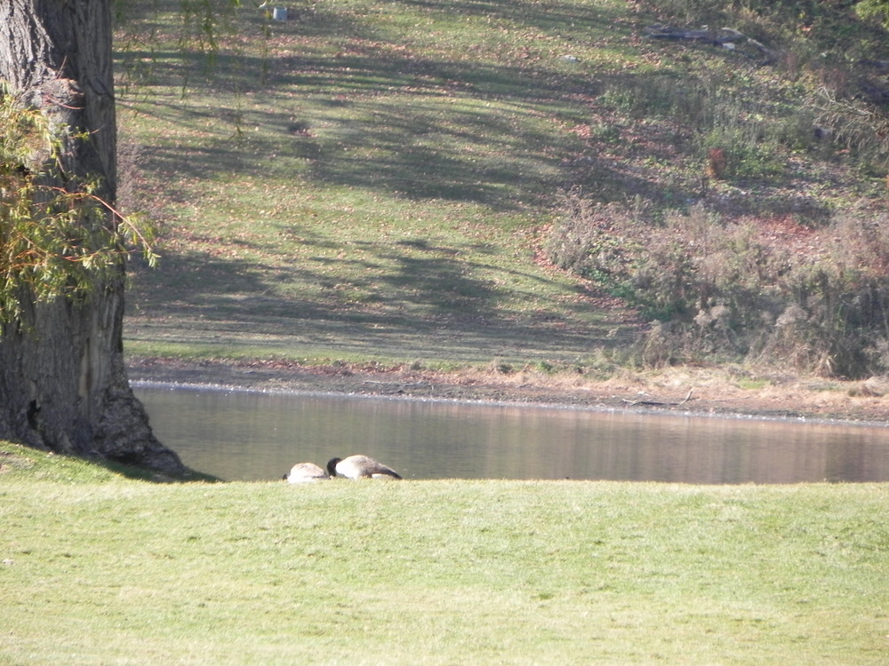 mirror lake oakland county michigan