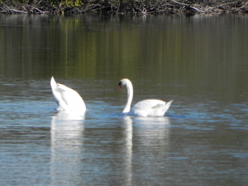 mohawk lake oakland county michigan