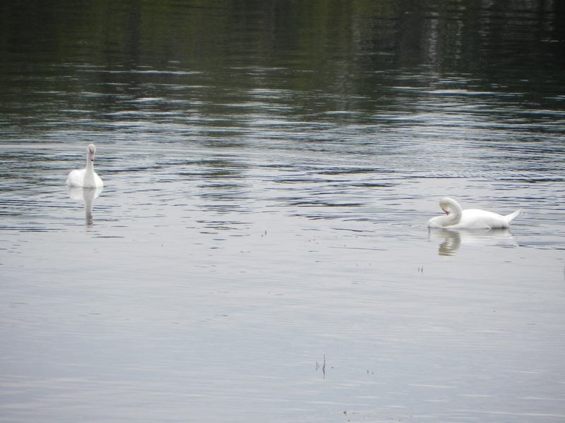 Island Lake Brighton MI