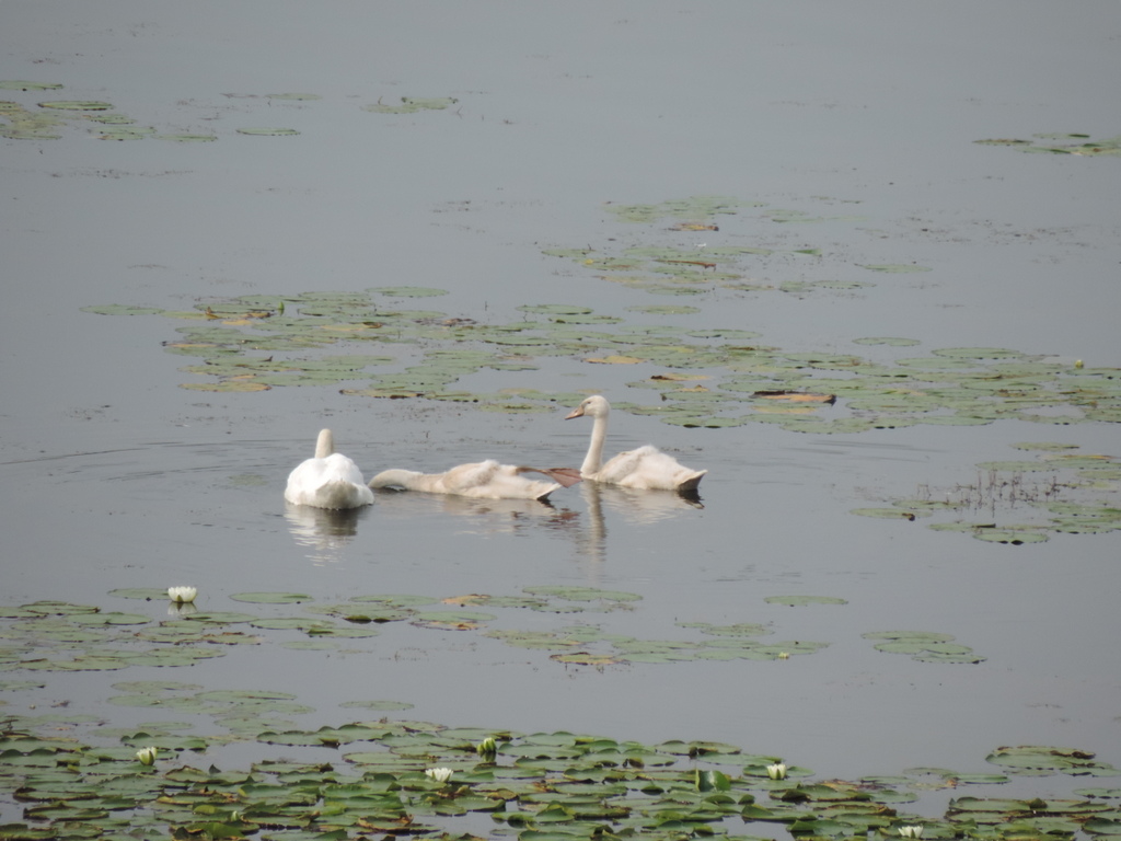 Thompson Lake Livingston County MI