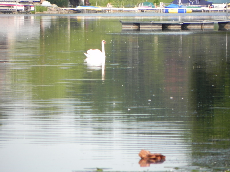 Commerce Lake Commerce