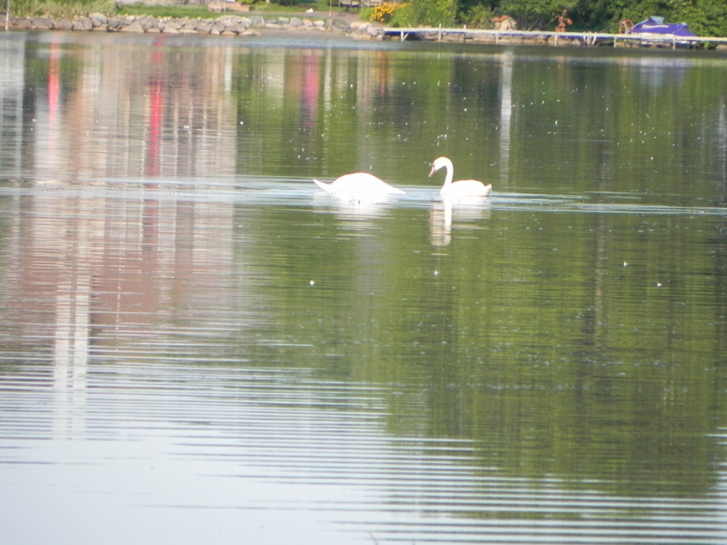Commerce Lake Commerce MI 