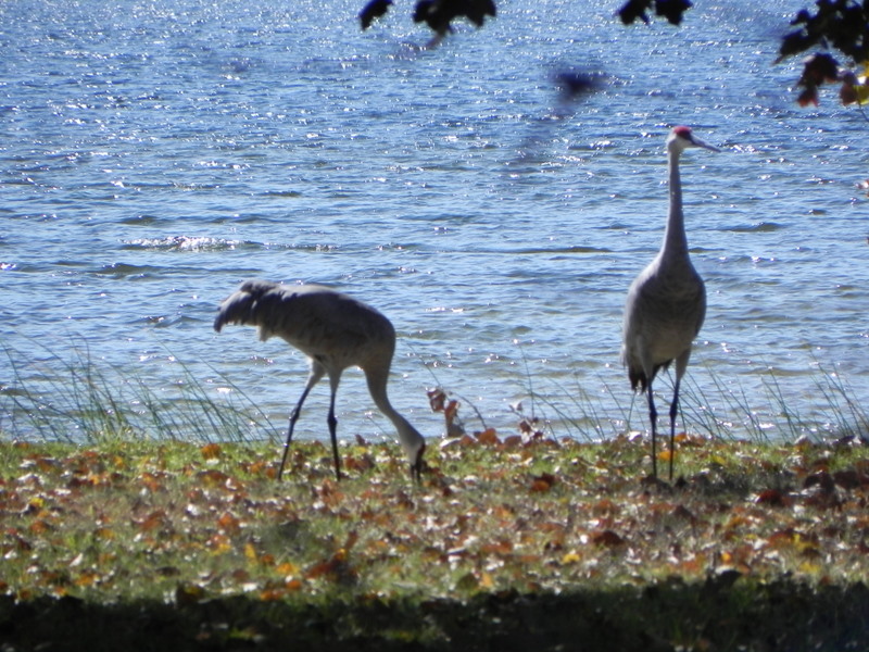 Bass Lake Livingston County MI