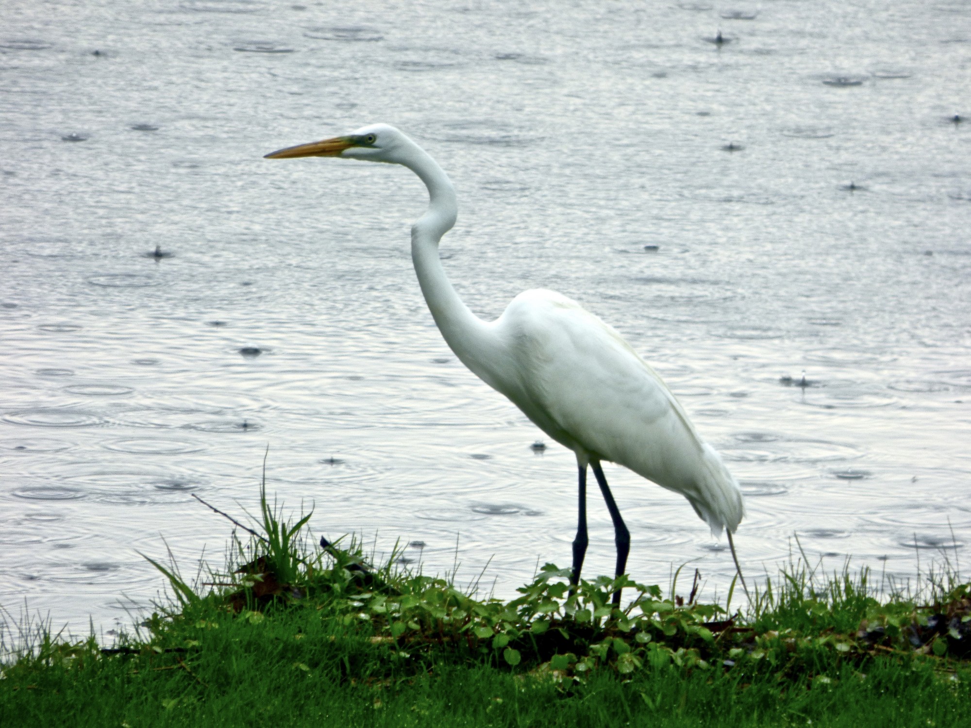Bird Watching West Bloomfield Trail West Bloomfield