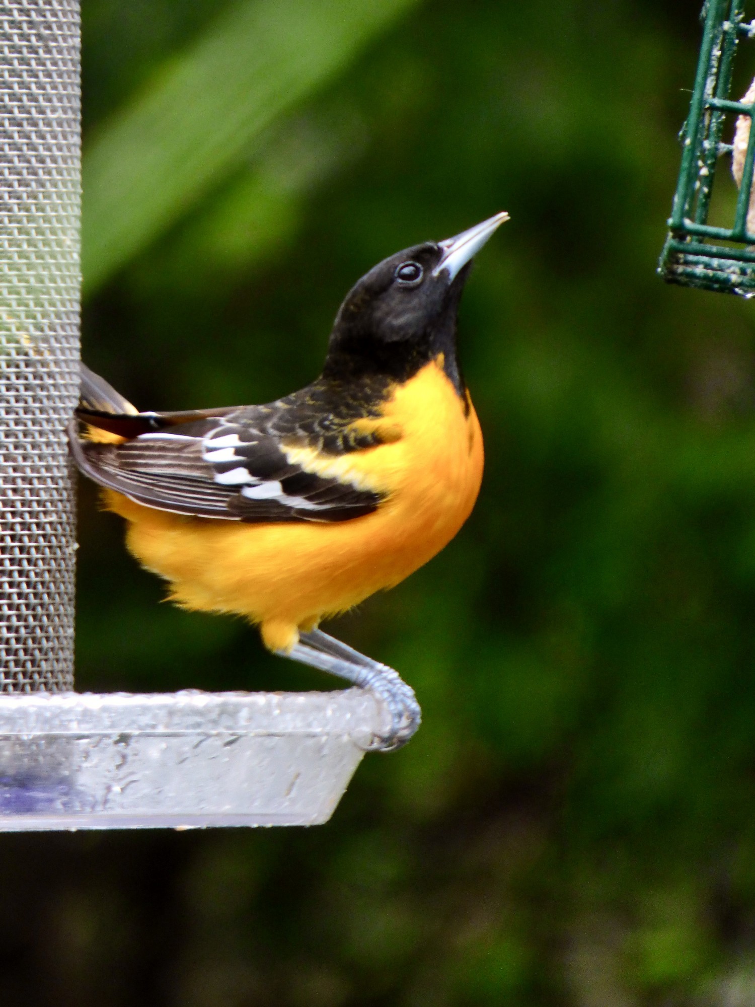 Woodpecker Lake birds W Bloomfield MI